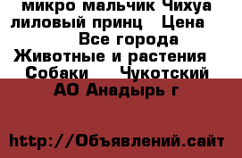микро мальчик Чихуа лиловый принц › Цена ­ 90 - Все города Животные и растения » Собаки   . Чукотский АО,Анадырь г.